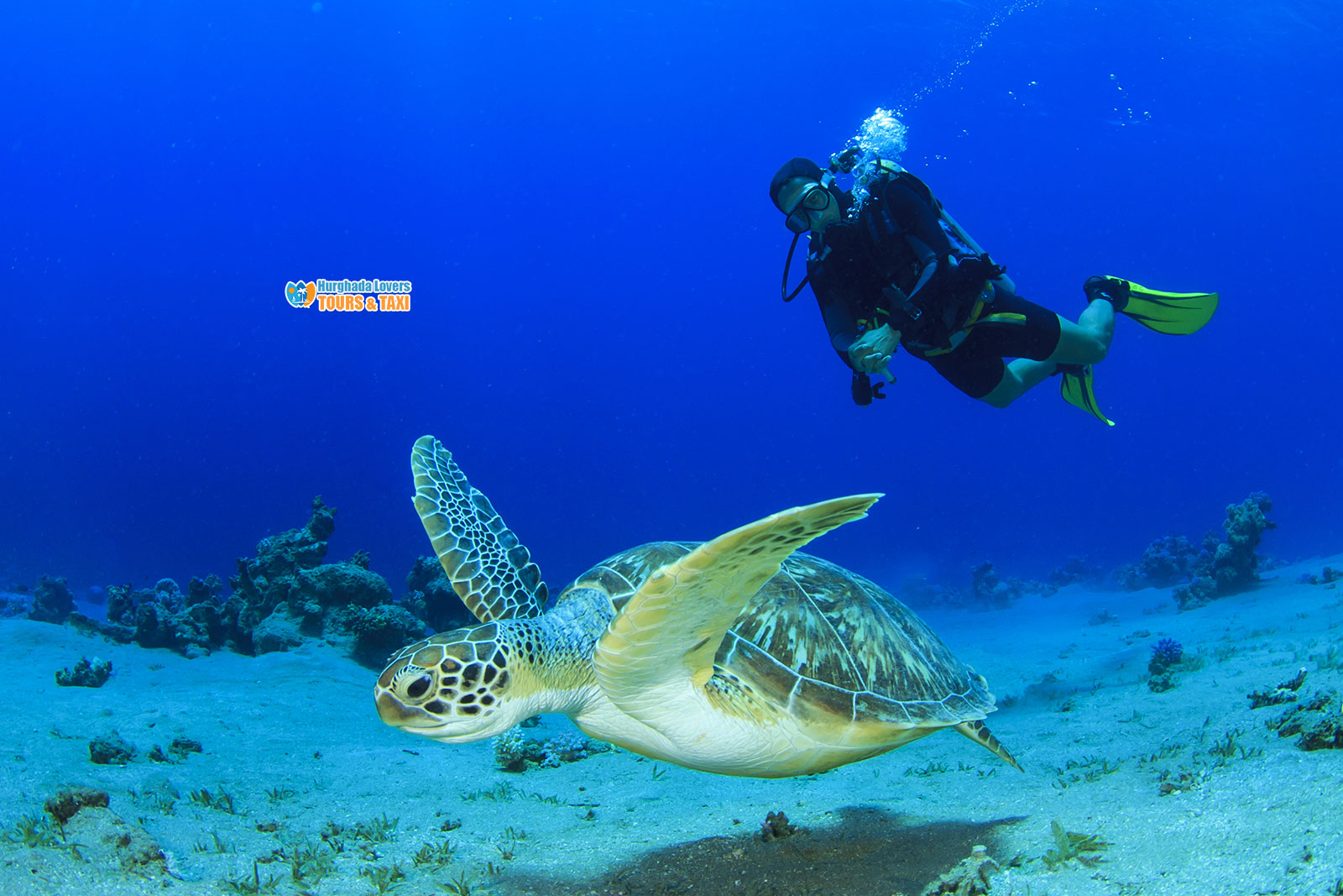 Immersioni In Egitto Le Migliori Safari In Crociera Sul Mar Rosso