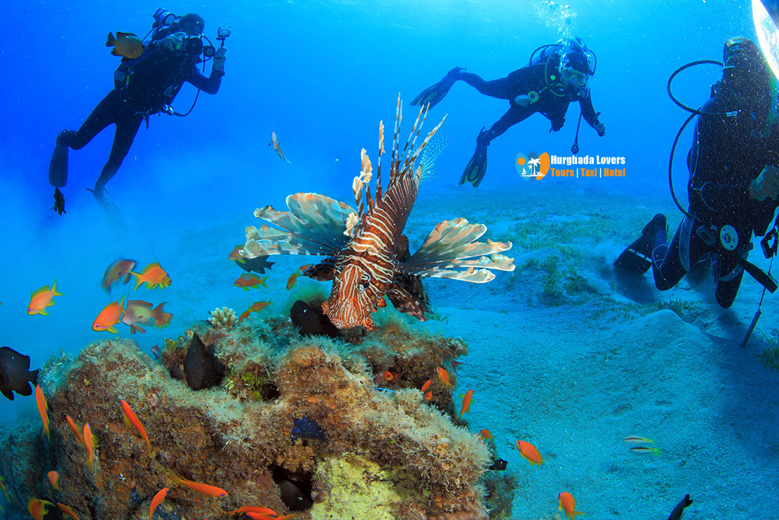 Dive Sites Hurghada Egypt Red Sea Best Diving Spots Map in Hurghada