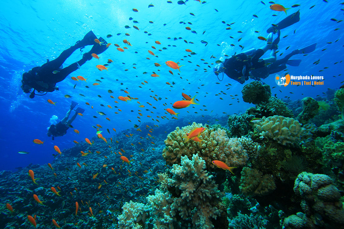 Dive Sites In El Quseir Scuba Diving Egypt Map Discover Best Diving