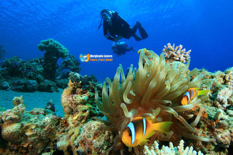 Dive Sites Soma Bay Hurghada Egypt Best Diving Sites in Hurghada Map