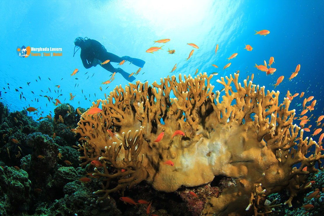 Scuba Diving in Safaga Scuba Diving Egypt Discover secret Dive Spots