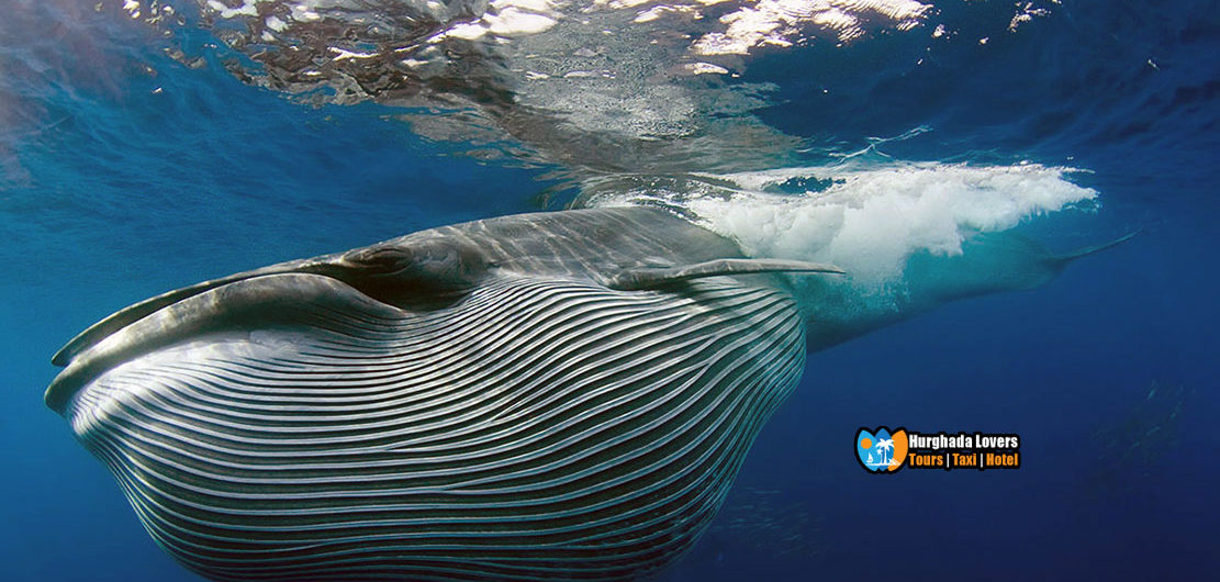 حوت بريدي أشهر الحيتان التى يمكن ان تشاهدها اثناء الغوص في مصر البحر الاحمر