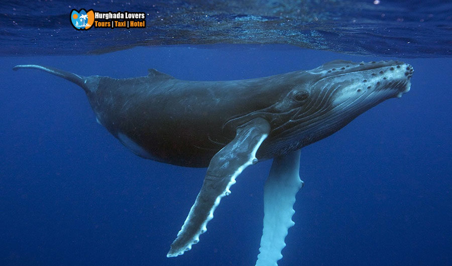 Der Buckelwal Wale (Megaptera novaeangliae) Die größte Walart im Roten Meer, Tauchen Ägypten