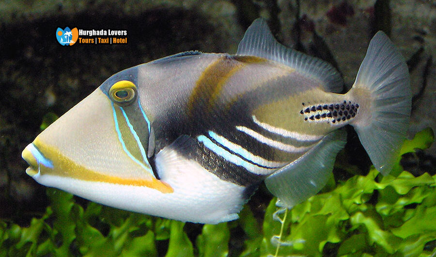 Die Drückerfische (Balistidae) Fisch | Der schönste bunte Fisch des Roten Meeres, Tauchen Ägypten Poissons de la mer Rouge