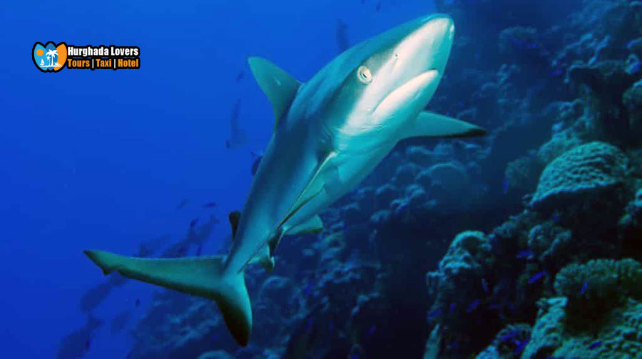 Haie im Roten Meer und Tipps beim Tauchen Ägypten in deren Verbleib