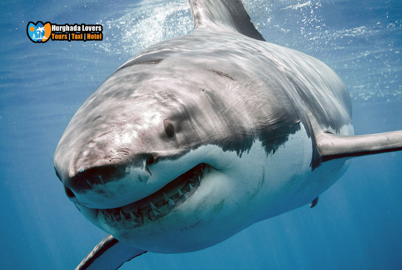 shark attack egypt - photo #27