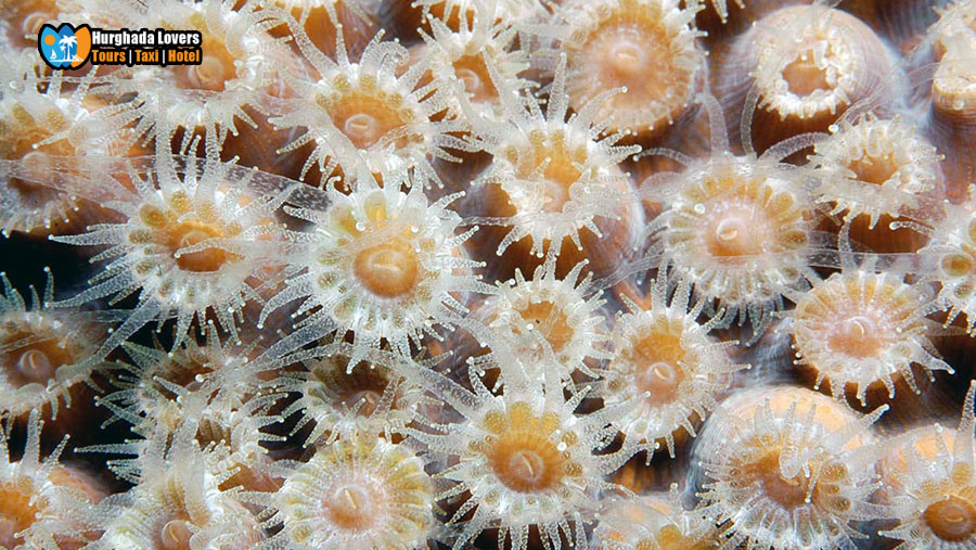 Coral Polyps | most famous Red Sea Coral Reef | Diving in Egypt