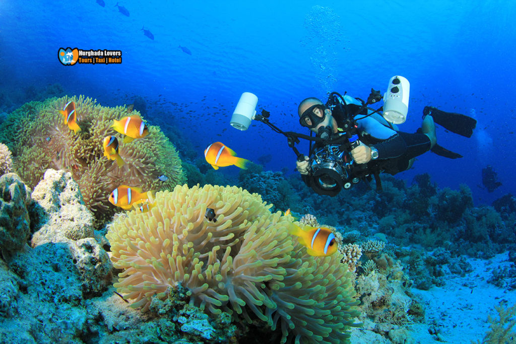 Diving Center in EL Gouna Egypt Booking Scuba Diving EL Gouna