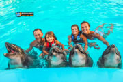 Dolphin Show Tour from El Gouna Hotels | Booking Cheap Prices Ticket