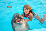 Dolphin Show Tour from Sahl Hasheesh Hotels | Booking Luxury