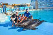 Dolphin Show Tour from Soma bay Hotels | Booking Cheap Prices