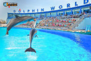 Dolphin World Show Tour from Makadi Bay Hotels | Booking Cheap Prices Swimming with Dolphin
