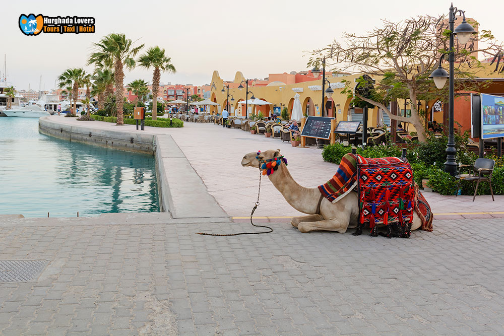 Hurghada City Tour from Makadi Bay Things to Do in Egypt