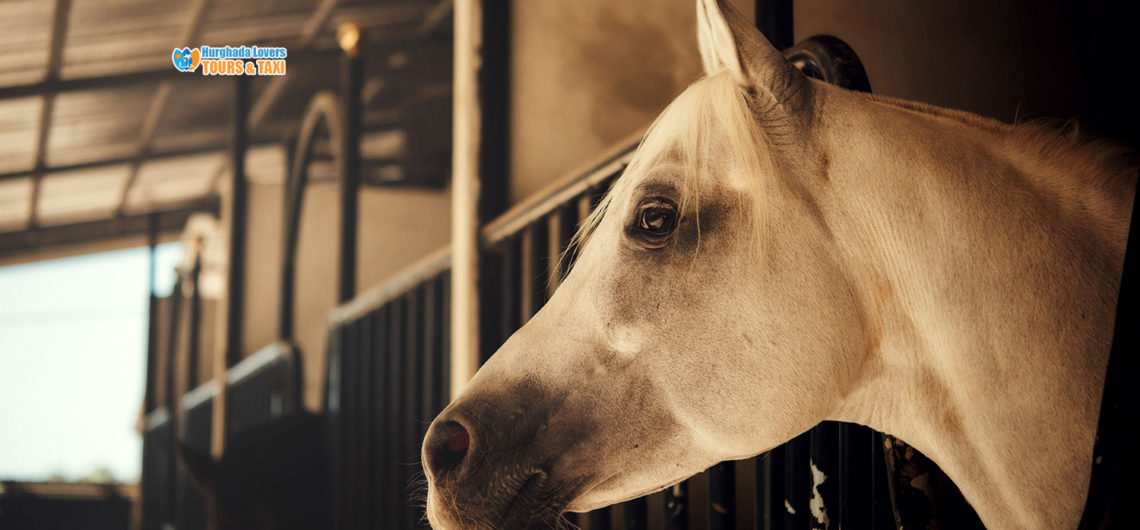 Arten von Pferden in Ägypten & Reittourismus und Reiterlebnis