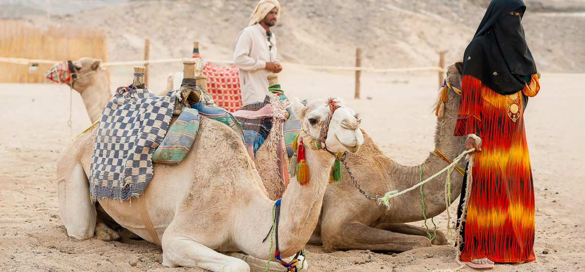 Kamel in Ägypten und Kameltouren durch Wüsten | Das Dromedar