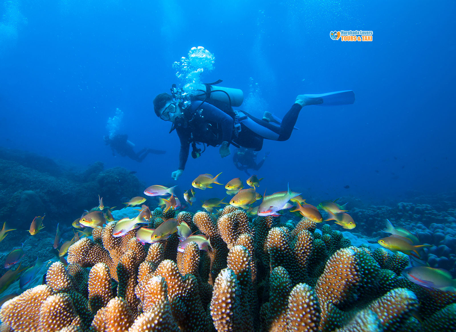 The Importance of Coral Reefs in Egypt 5 ways can benefit