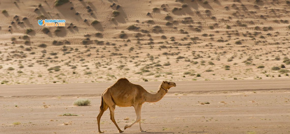Tiere Wüste Ägypten | Alle Informationen über Säugetiere