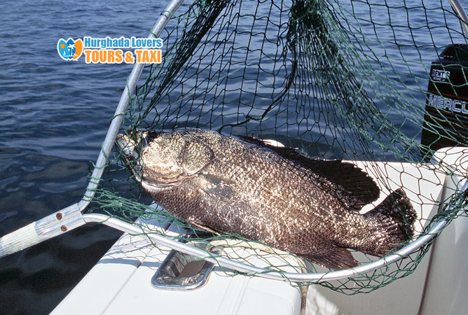 tripletail