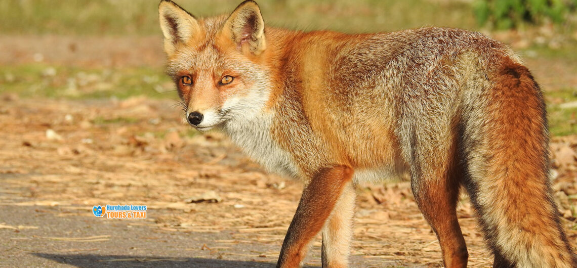 Desert Fox in Egypt | Fennec fox Facts, Habitat and biological