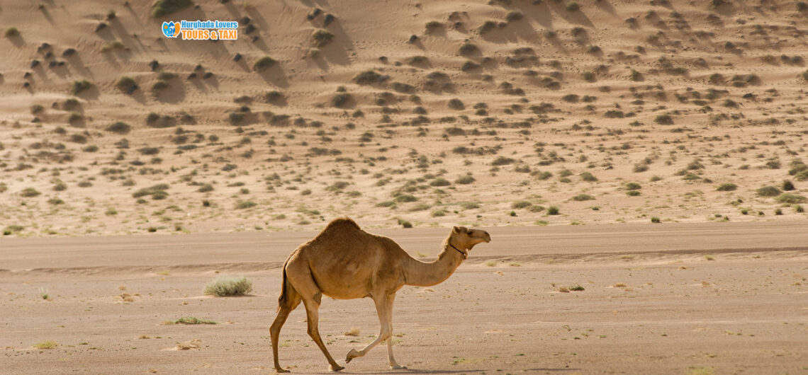 Egypt Desert Animals | Types of Fauna and Wildlife in Egyptian