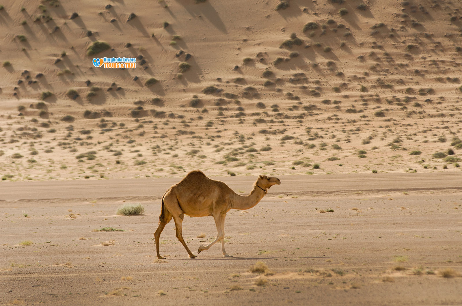 Egypt Desert Animals | Types of Fauna and Wildlife in Egyptian