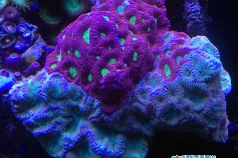 Favia Coral Red Sea Coral Reef identification, placement