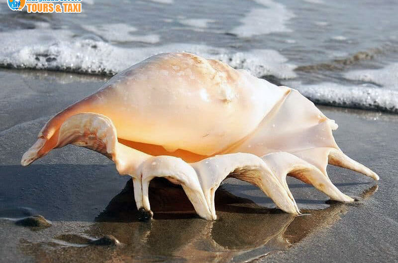 Finger Conch Sea shells, Shell beach "Lambis truncate sebae"