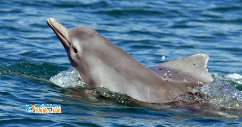 Humpback Dolphin Best Diving Spots In Egypt Where does live