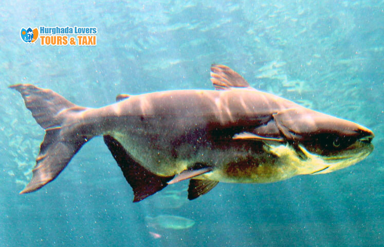 Mekong Giant Catfish