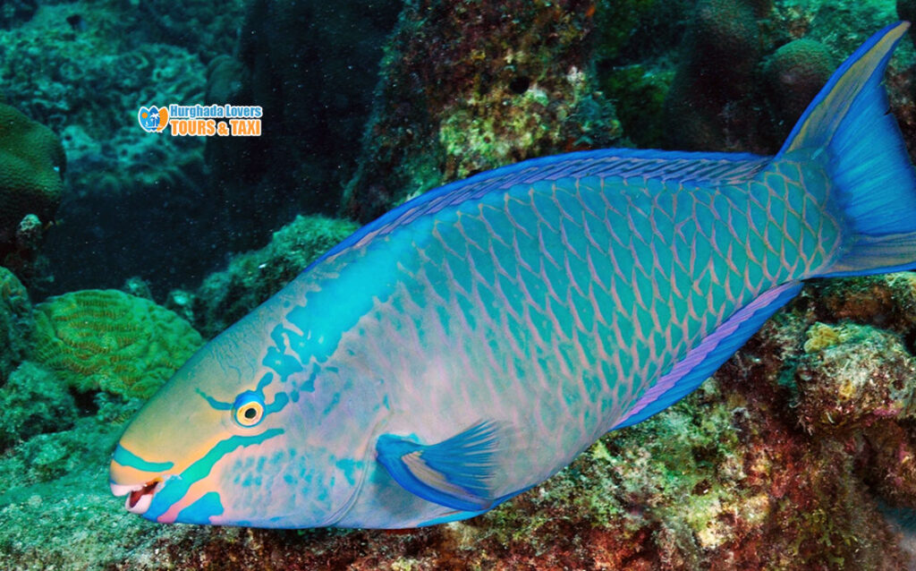 Parrotfish Fish - Red Sea Fishes | parrot fish - Diving in Egypt