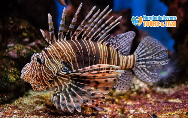 Red lionfish Volitans Fish", Red Sea Fishes