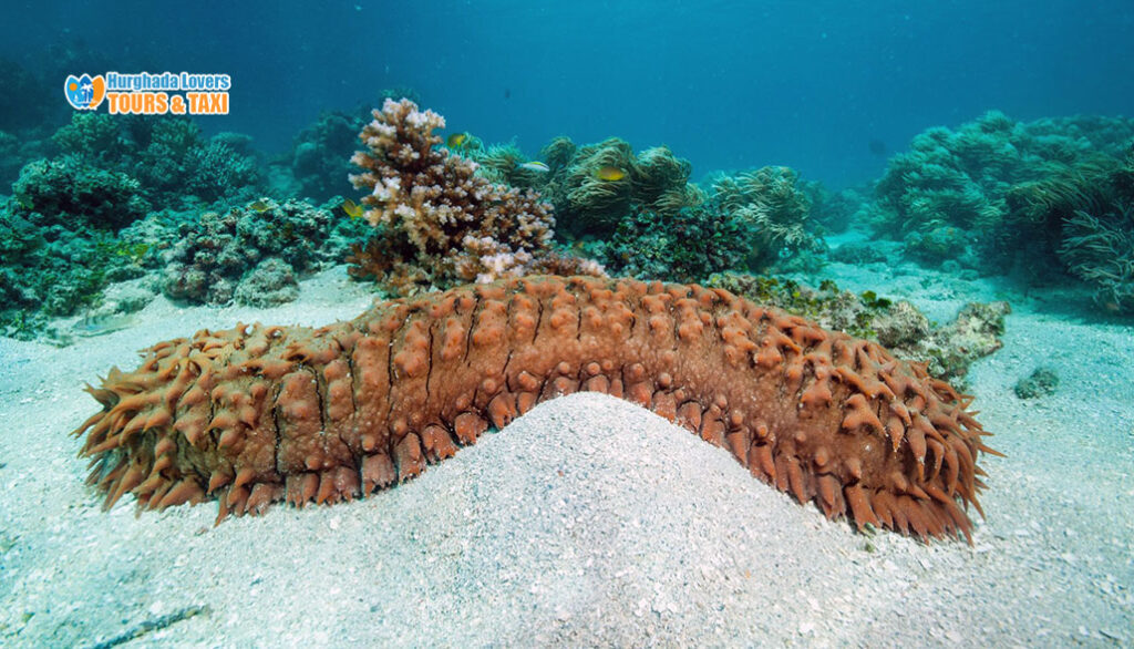 Sea Cucumbers "Holothuroidea" Marine Life in the Red Sea