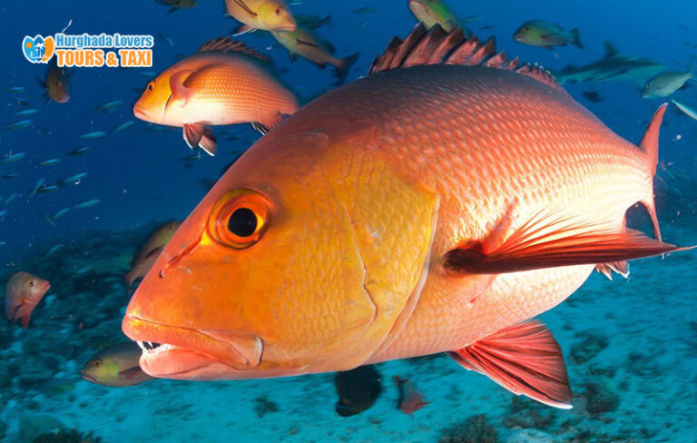 snapper fish in tagalog Archives - Hurghada Lovers | Best Egypt Tour