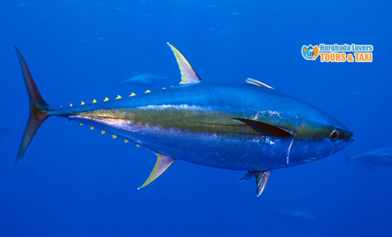 yellowfin-tuna-fish-thunnus-albacares-biggest-red-sea-fishes