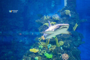 Dive-with-Sharks-in-Hurghada-Grand-Aquarium