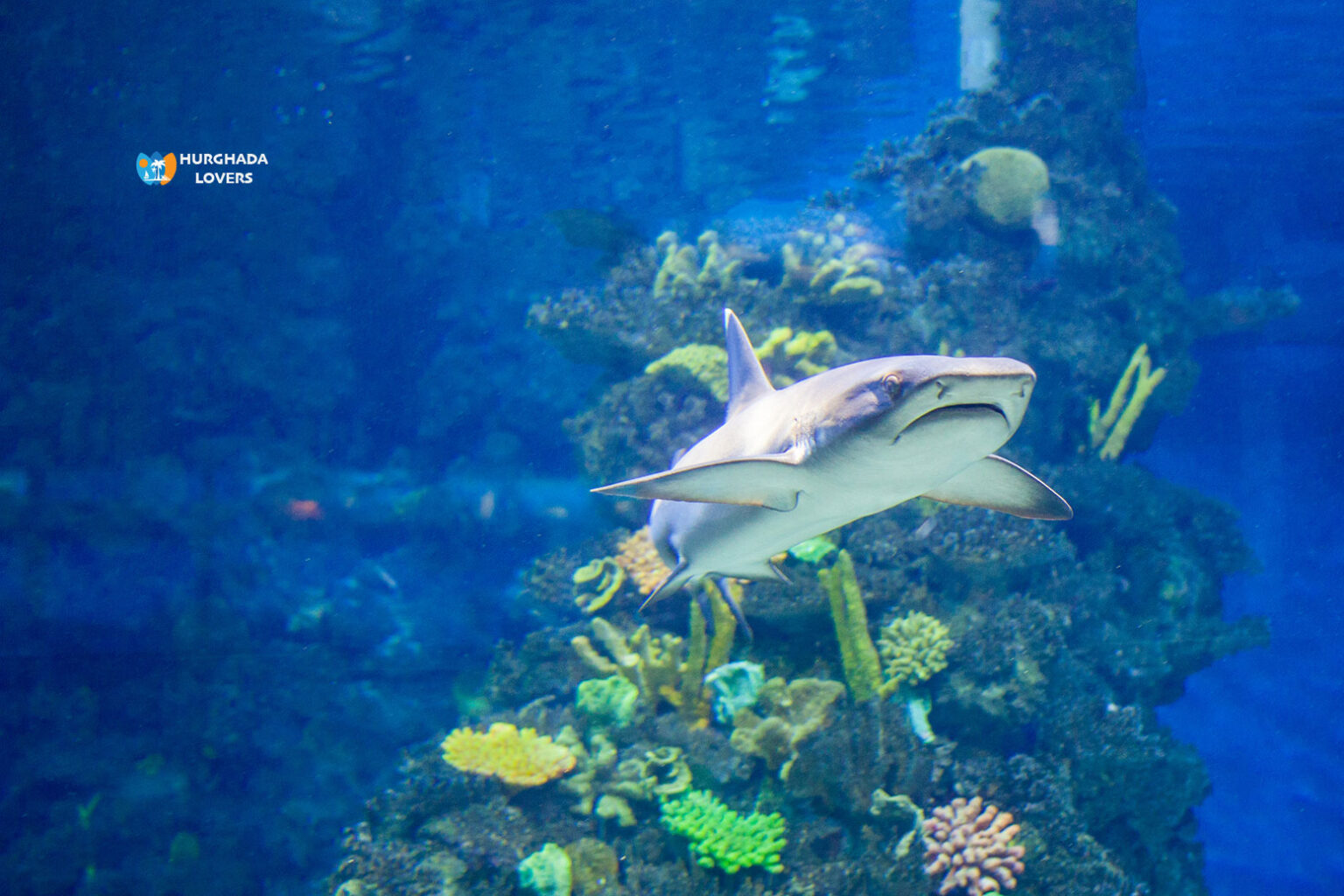Dive-with-Sharks-in-Hurghada-Grand-Aquarium
