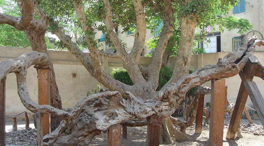 Virgin Mary's Tree in Mataria, Cairo, Egypt | history Holy Family in Egypt, Facts Baum der Jungfrau Maria