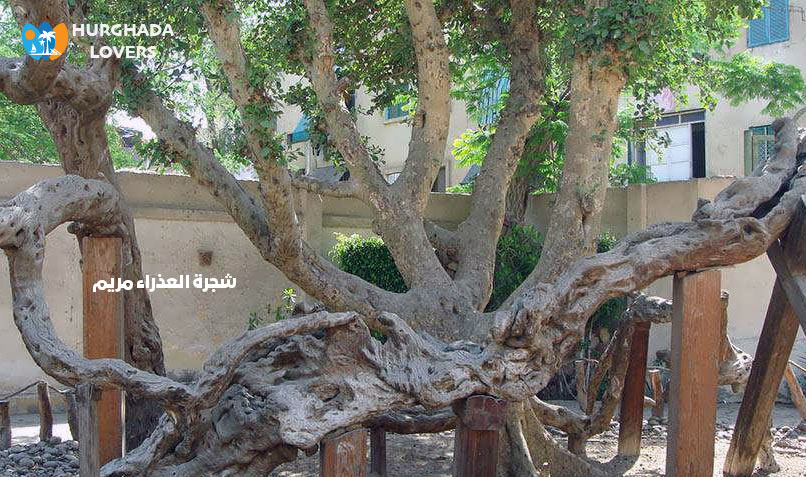 شجرة العذراء مريم في المطرية القاهرة مصر | حقائق وتاريخ اهم المعالم القبطية الاثرية