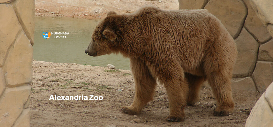 Alexandria Zoo Egypt | Facts Nozha Zoo from Entrance Fees Price
