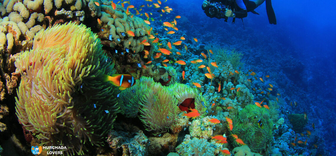 Coral Reef Hurghada Egypt | House Coral Reefs dive,Beautiful