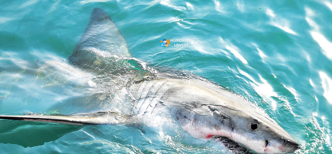 Haaienaanvallen in Egypte | Toeristen ongerust na dodelijke haaienaanval & Duiken in Hurghada