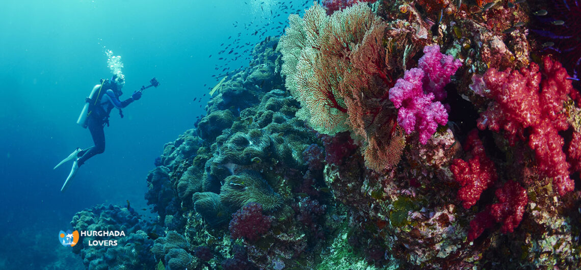 Korallenriffe in Sharm El Sheikh Ägypten | Die besten, Die schönste