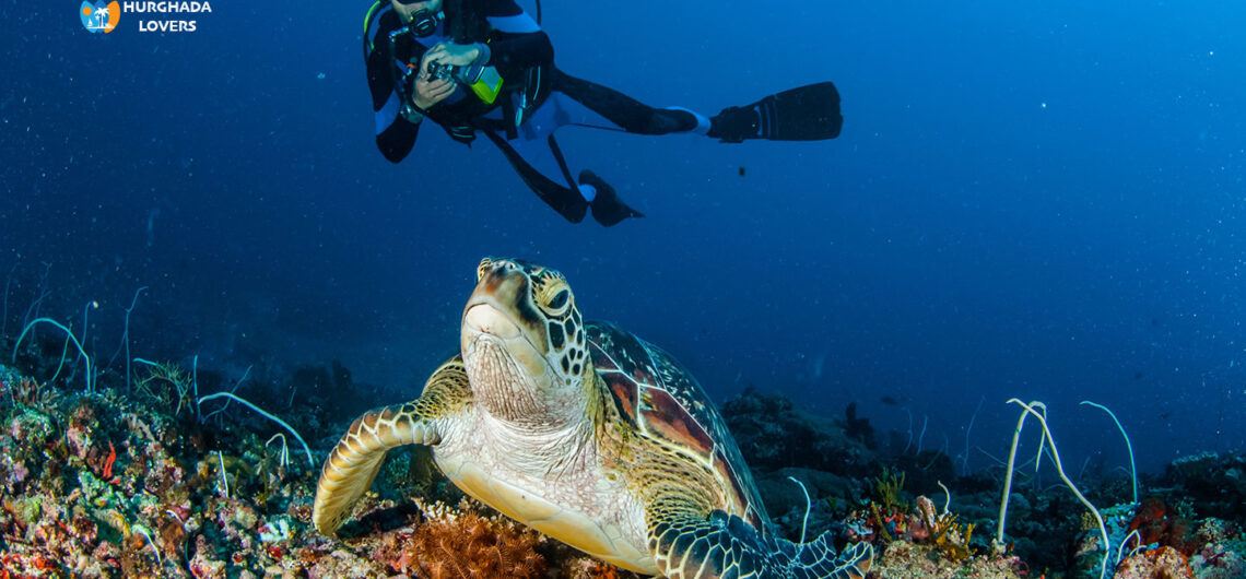 Tauchen in Marsa Alam Ägypten - Tauchriffe und die nahegelegenen