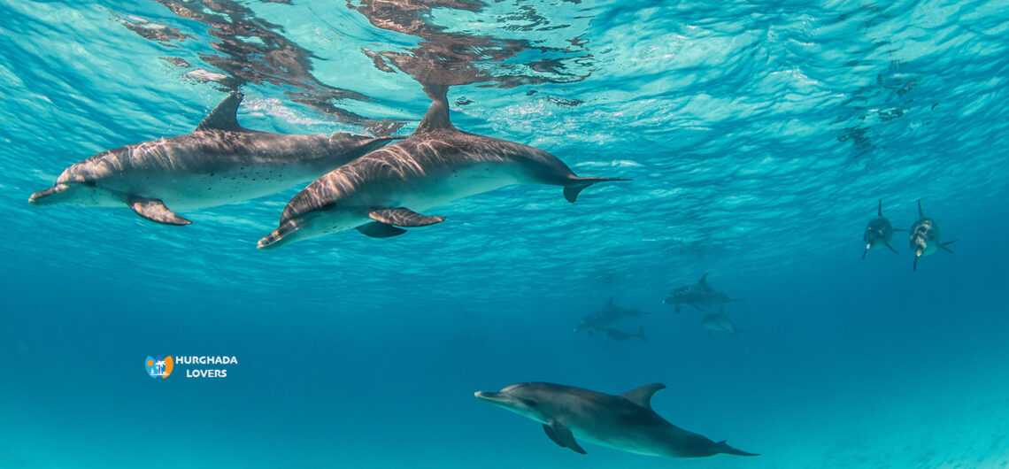 Dolfijnen in Egypte