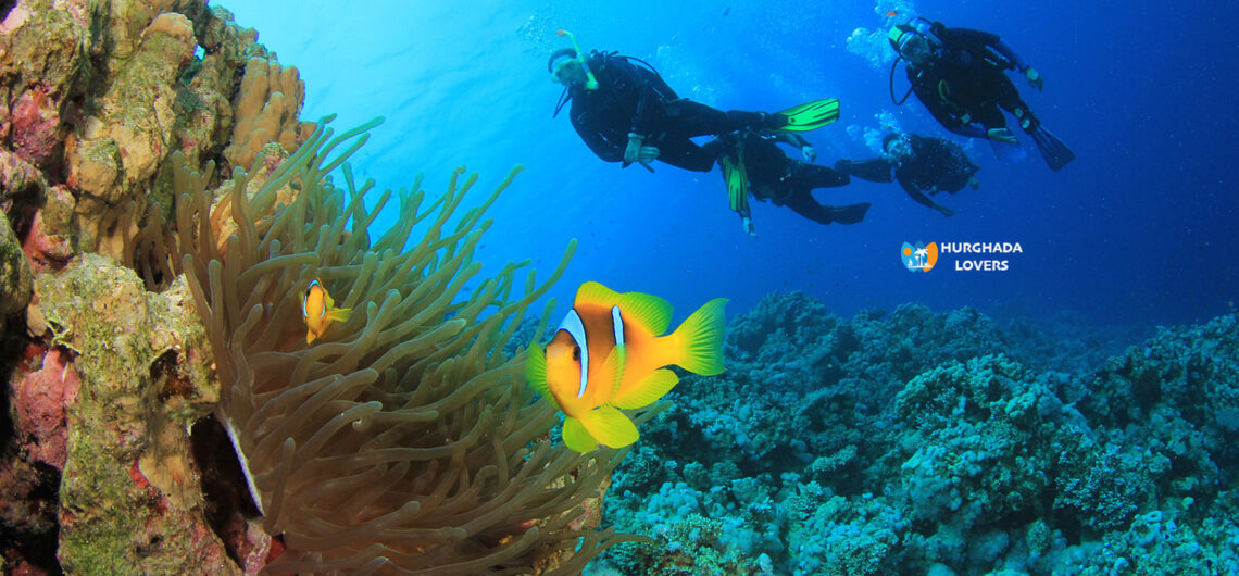 Waar vind je veel koraalriffen In de Rode Zee van Egypte? Duiken, Snorkelen