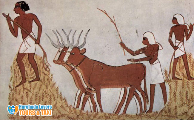 الزراعة في مصر القديمة | تاريخ وحقائق عن المحصولات الزراعية عند الفراعنة