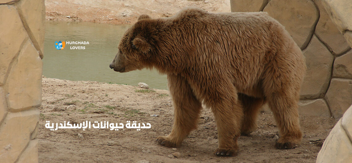حديقة حيوانات الإسكندرية اهم المزارات الترفيه والفسح في مصر