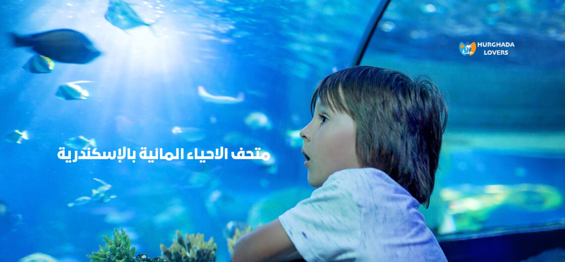 متحف الاحياء المائية بالإسكندرية أفضل أماكن الترفيه والفسح في مصر