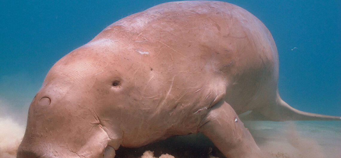 Zeedieren in Marsa Alam | De mooiste en meest voorkomende