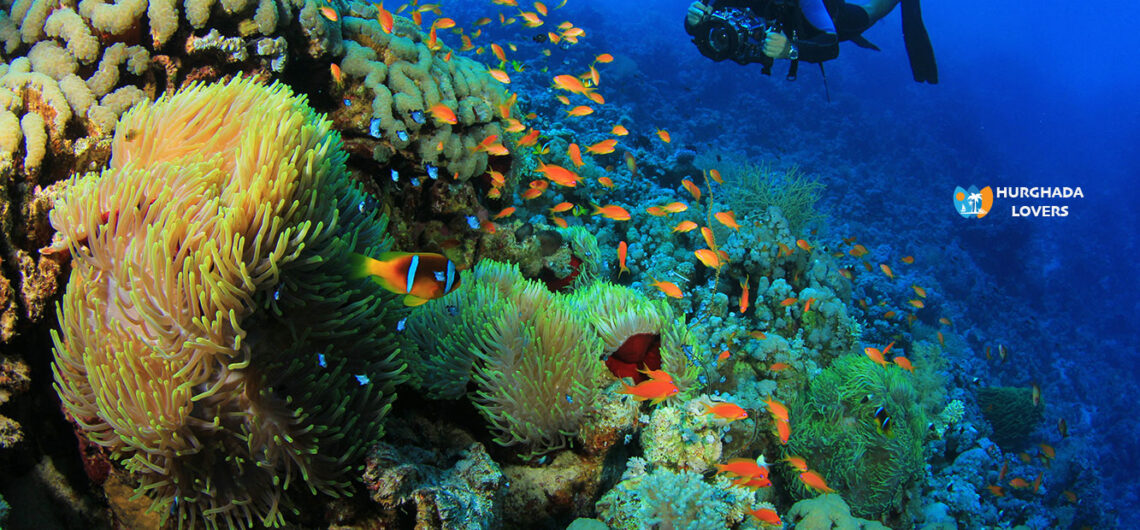 koralen in Hurghada